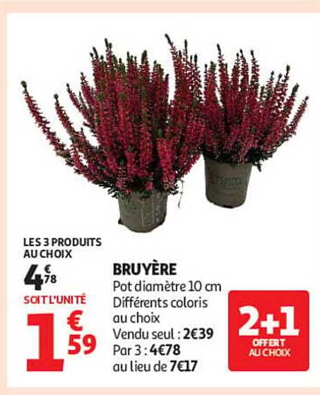 BRUYÈRE