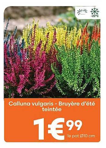 Calluna vulgaris - Bruyère d'été teintée
