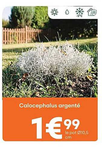 Calocephalus argenté