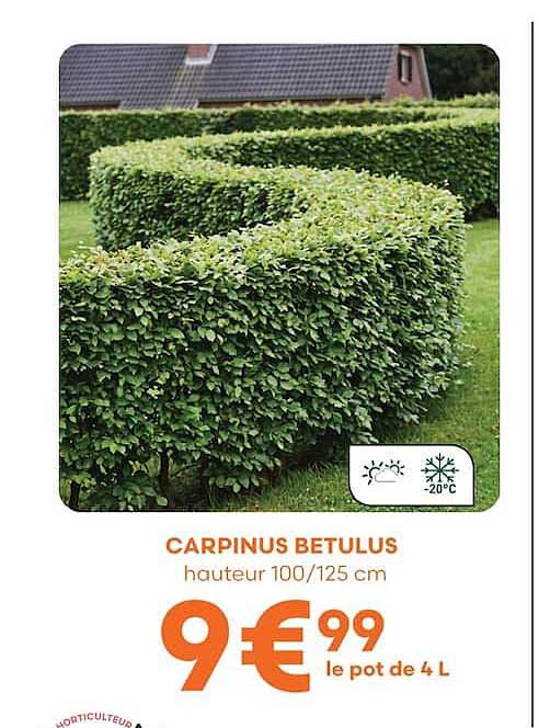 CARPINUS BETULUS hauteur 100/125 cm