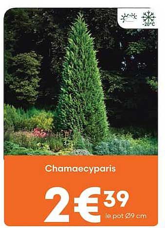 Chamaecyparis
