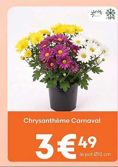 Chrysanthème Carnaval