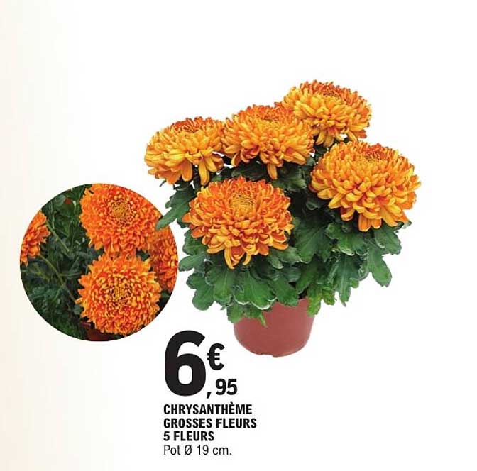 CHRYSANTHÈME GROSSES FLEURS 5 FLEURS Pot Ø 19 cm.