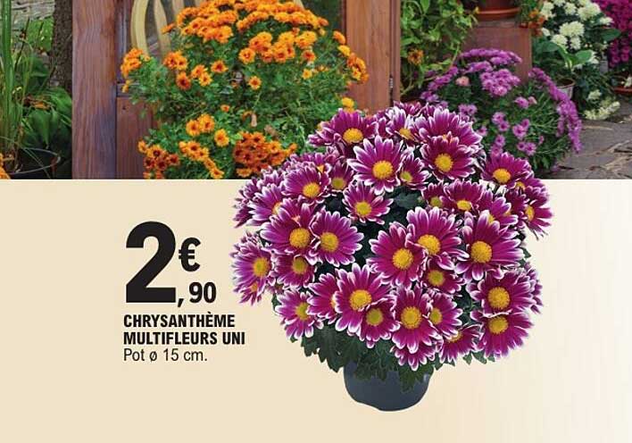 CHRYSANTHÈME MULTIFEURS UNI Pot ø 15 cm.