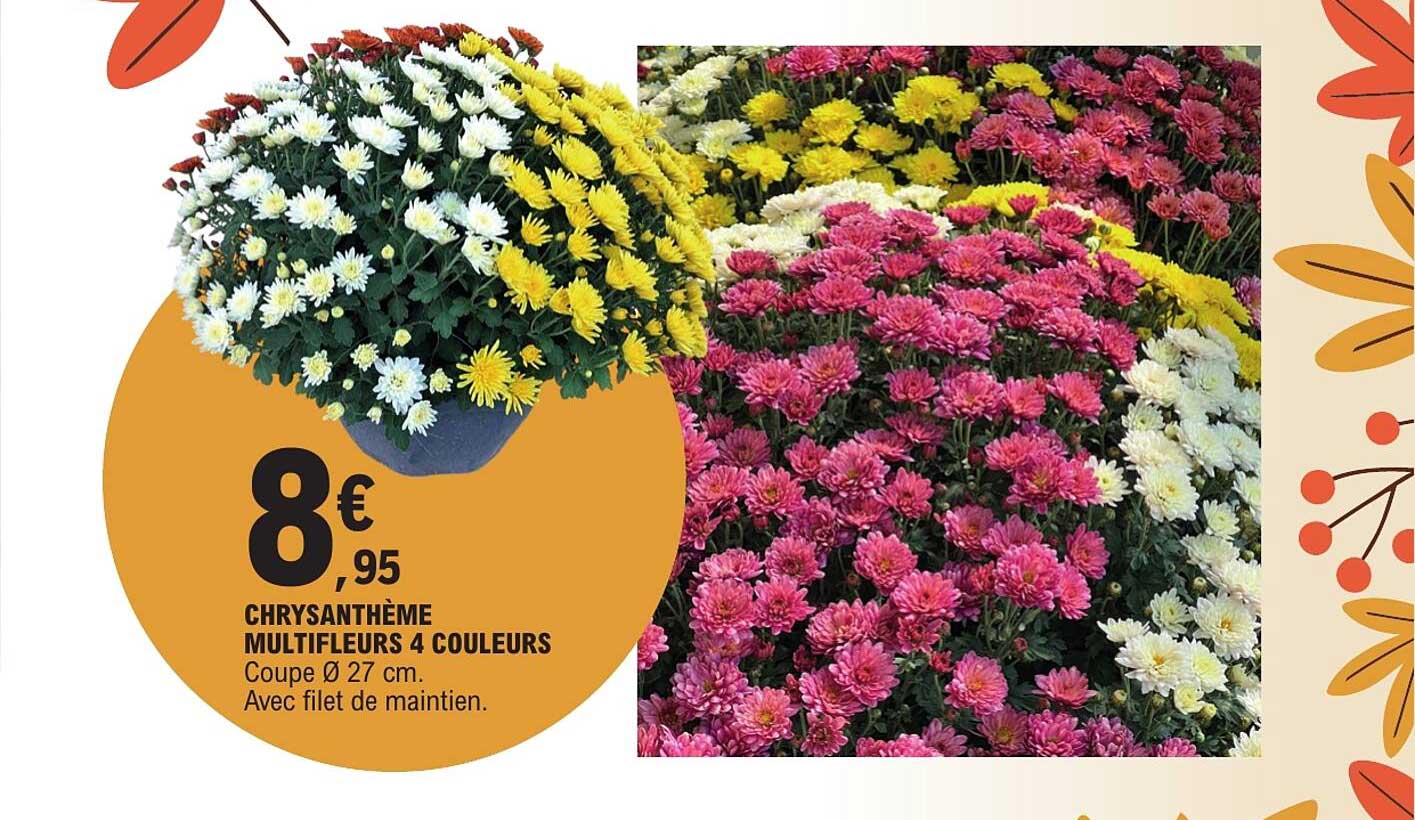 CHRYSANTHÈME MULTIFLEURS 4 COULEURS