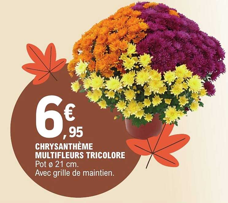 CHRYSANTHÈME MULTIFLEURS TRICOLORE