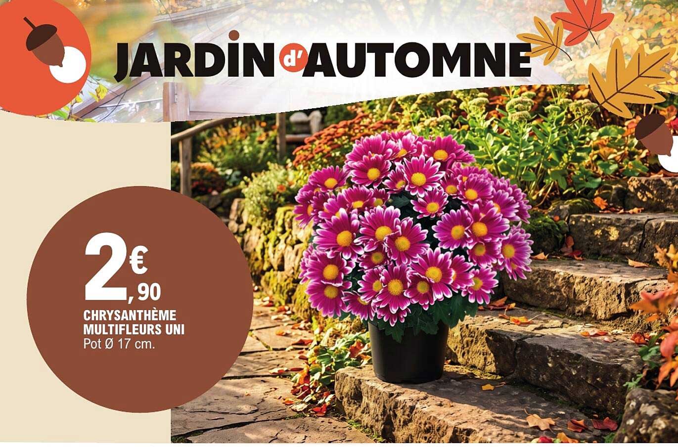 CHRYSANTHÈME MULTIFLEURS UNI