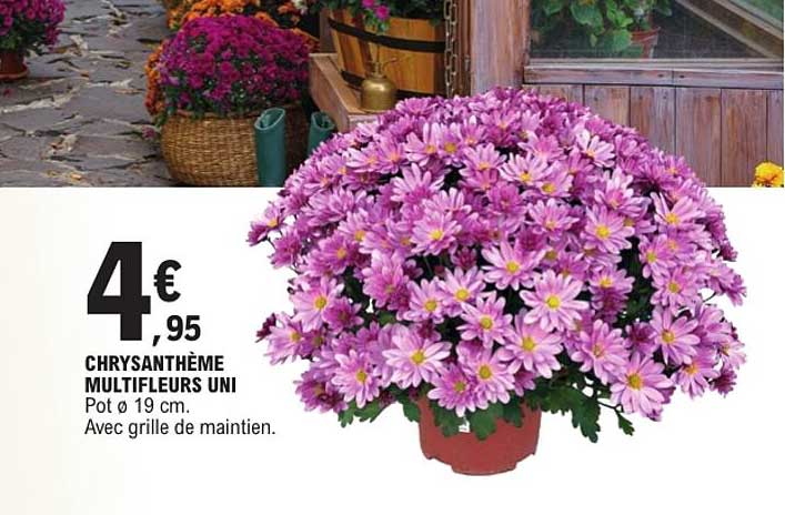 CHRYSANTHÈME MULTIFLEURS UNI