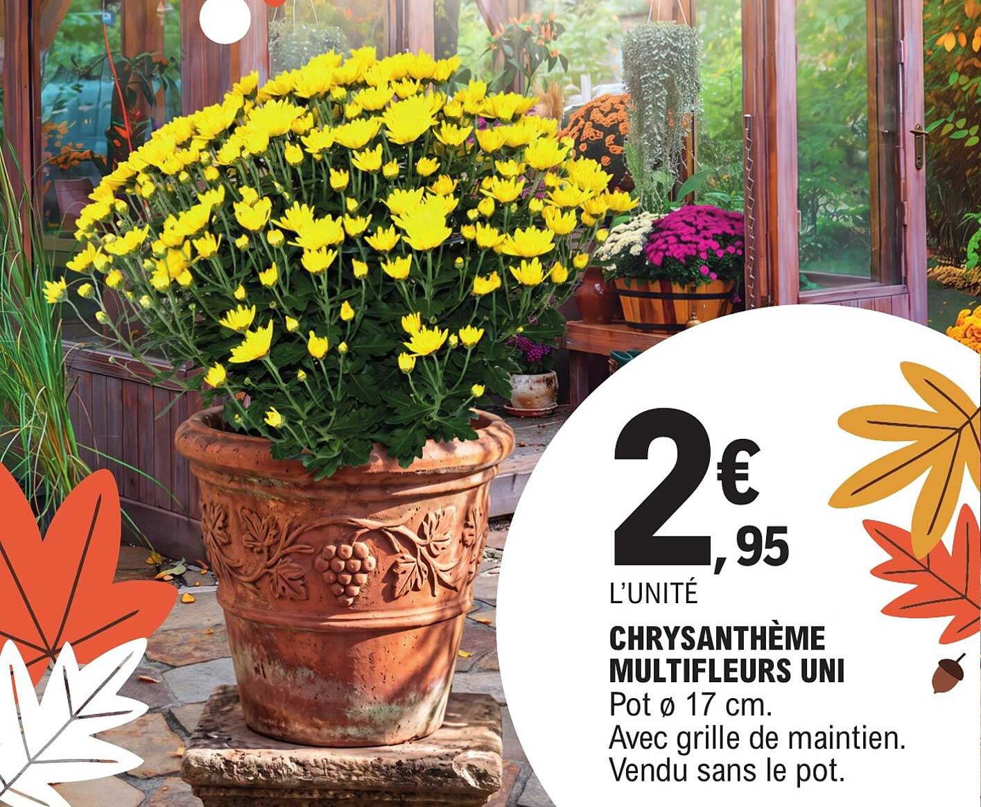 CHRYSANTHÈME MULTIFLEURS UNI