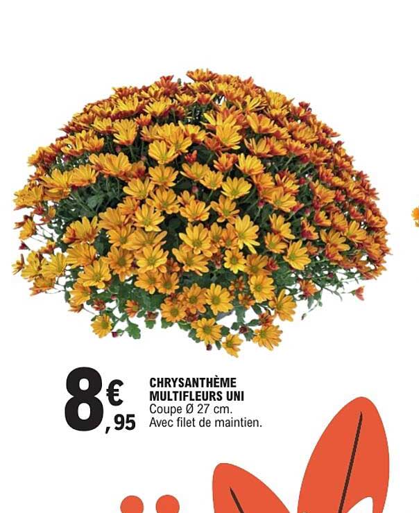 CHRYSANTHEME MULTIFLEURS UNI
