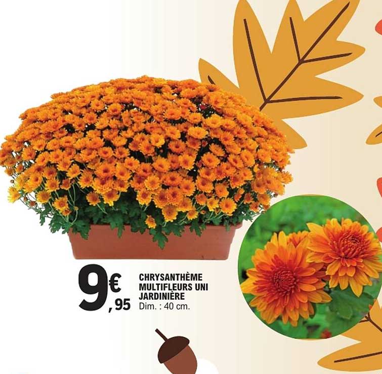 CHRYSANTHÈME MULTIFLEURS UNI JARDINIÈRE