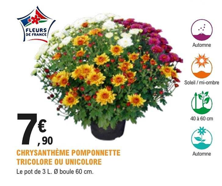 CHRYSANTHÈME POMPONNETTE TRICOLORE OU UNICOLore