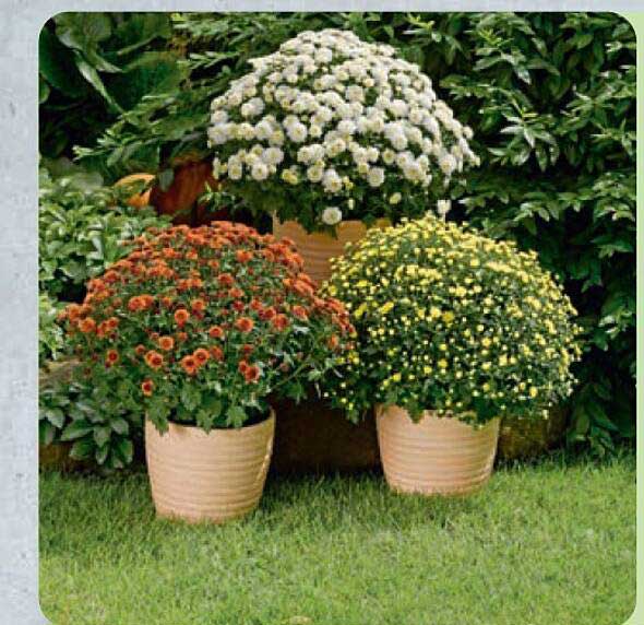 Chrysanthèmes en pot