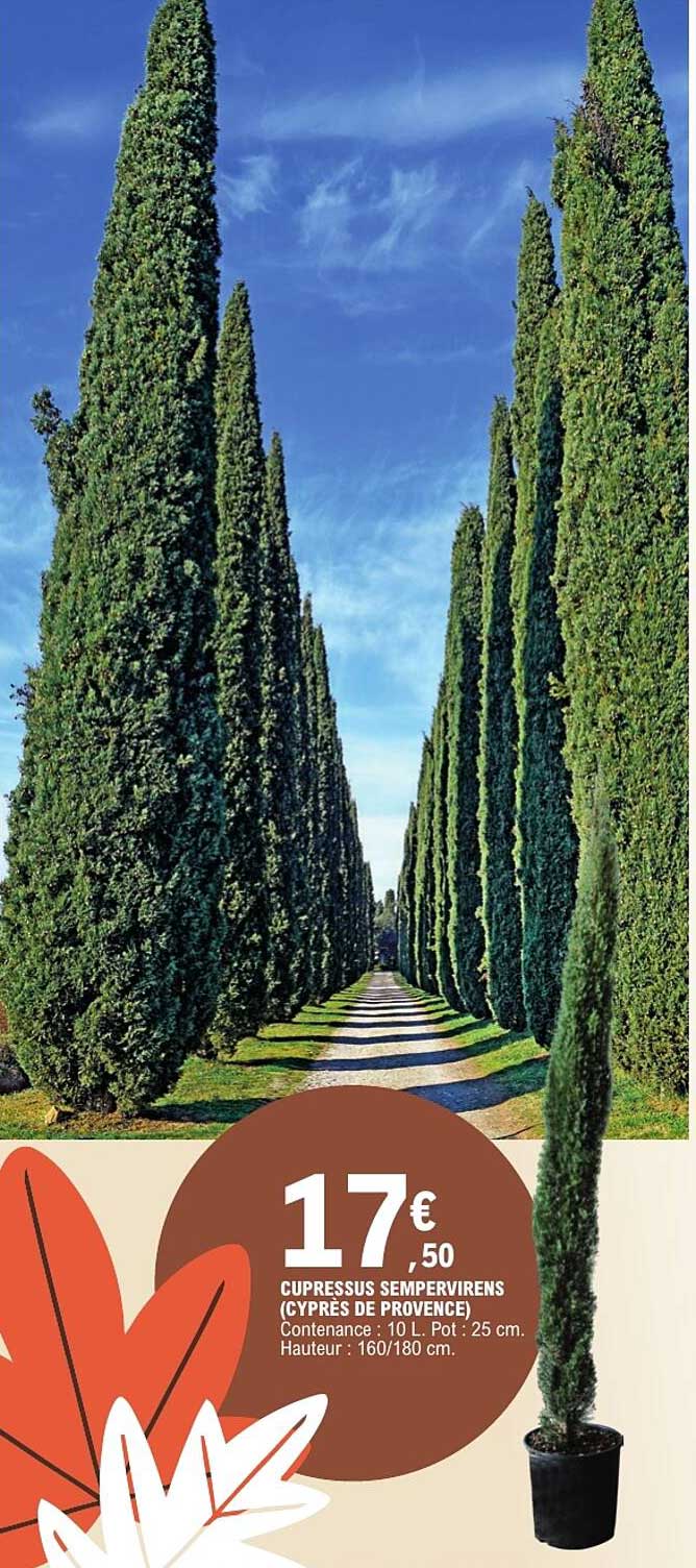 CUPRESSUS SEMPERVIRENS (CYPRES DE PROVENCE)
