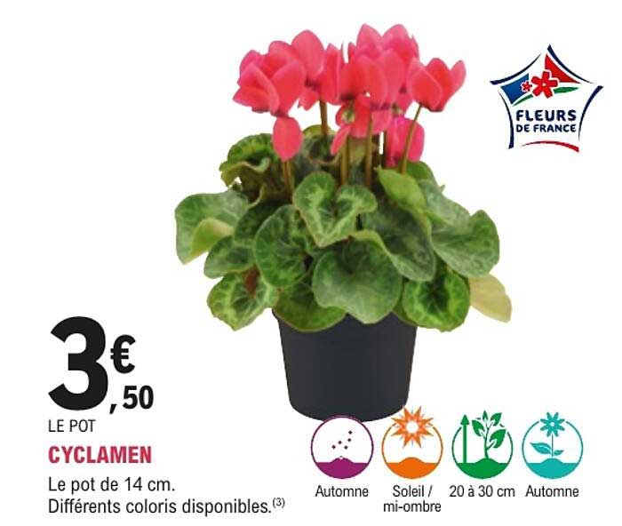 CYCLAMEN