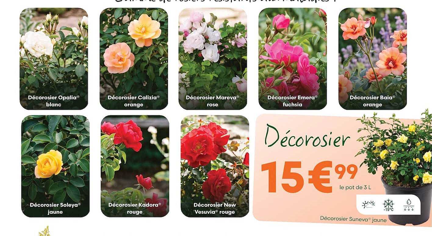 Décorosier