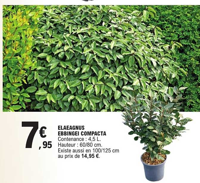ELAEAGNUS EBBINGEI COMPACTA