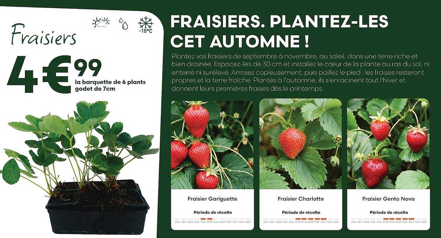 FRAISIERS. PLANTEZ-LES CET AUTOMNE !