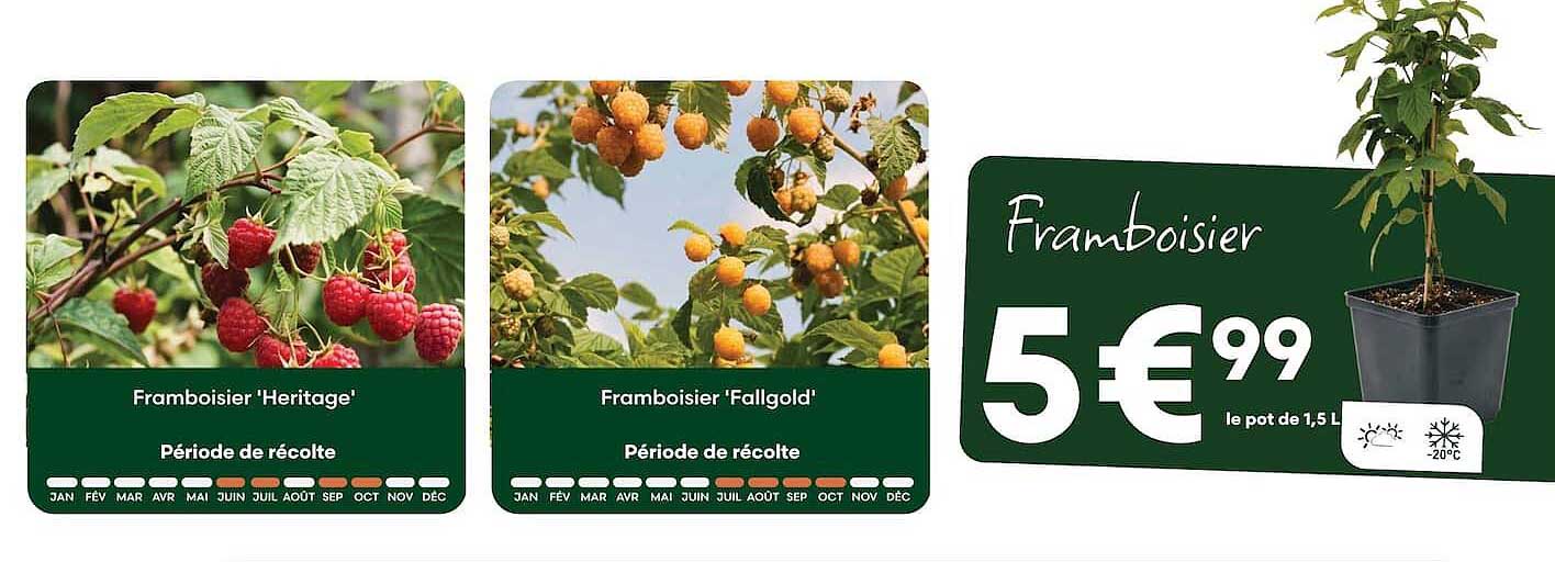 Framboisier