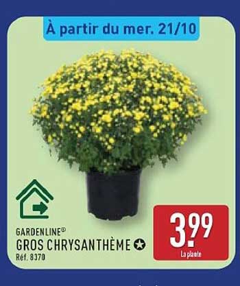 GARDENLINE® GROS CHRYSANTHÈME
