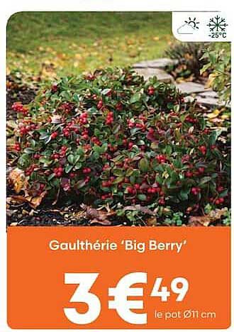 Gaulthérie ‘Big Berry’