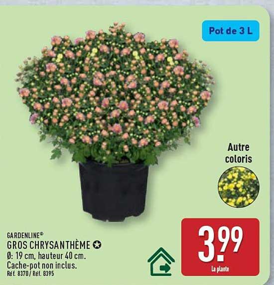 GROS CHRYSANTHÈME