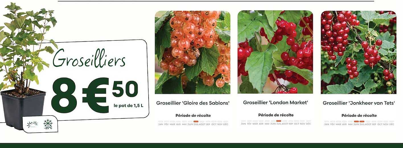 Groseilliers