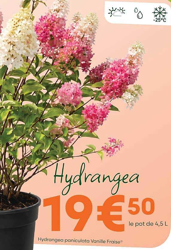 Hydrangea