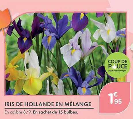 IRIS DE HOLLANDE EN MÉLANGE