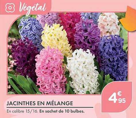 JACINTHES EN MÉLANGE