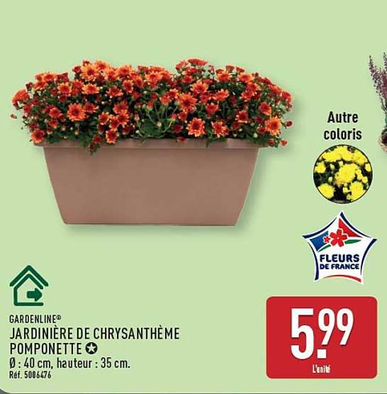 JARDINIÈRE DE CHRYSANTHÈME POMPONETTE
