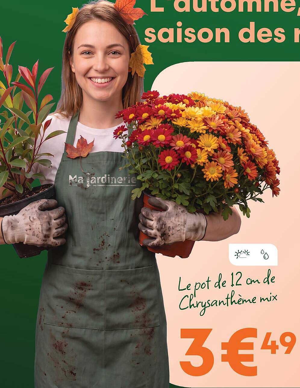 Le pot de 12 cm de Chrysantheme mix