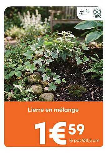 Lierre en mélange