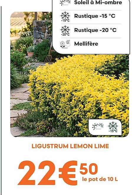 LIGUSTRUM LEMON LIME