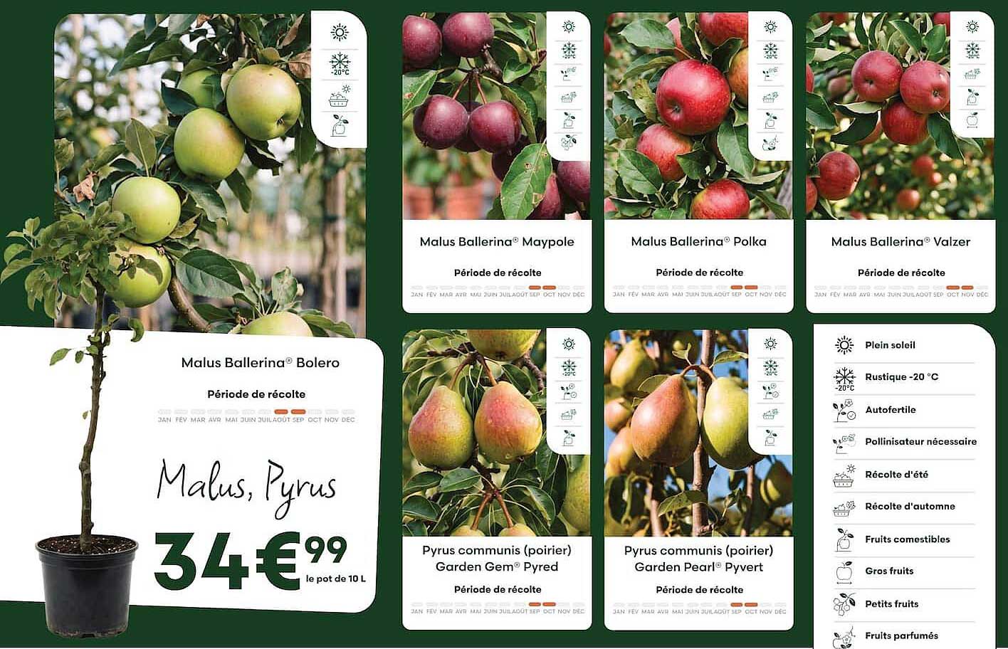 Malus, Pyrus