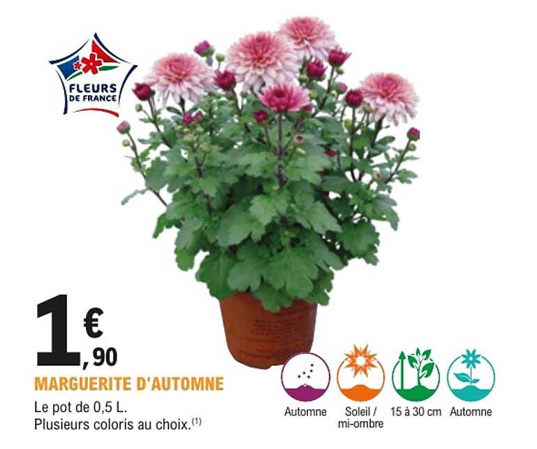 MARGUERITE D'AUTOMNE