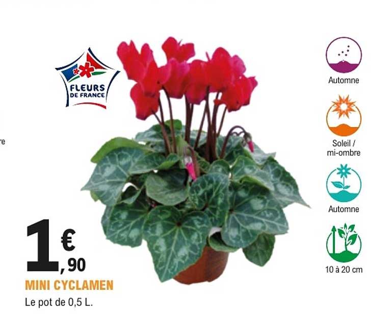 MINI CYCLAMEN