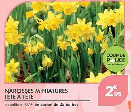 NARCISSES MINIATURES TÊTE À TÊTE