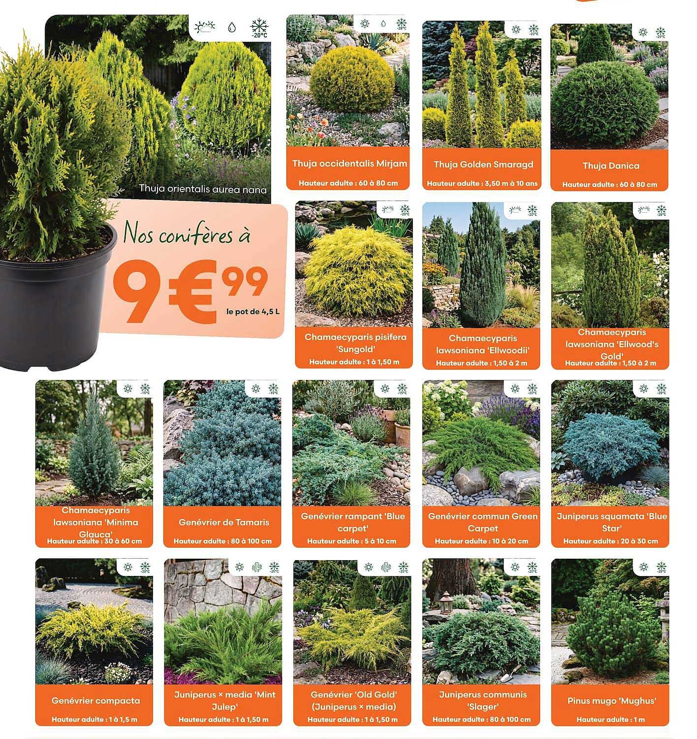 Nos conifères à 9€99 le pot de 4,5 L