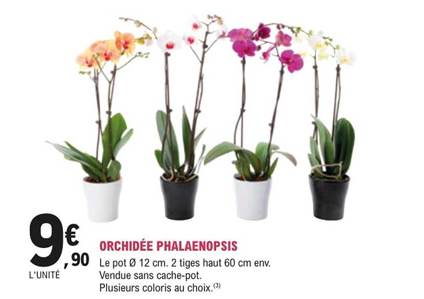 ORCHIDÉE PHALAENOPSIS