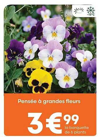 Pensée à grandes fleurs