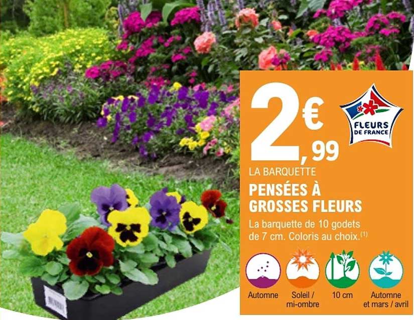 Pensées à grosses fleurs