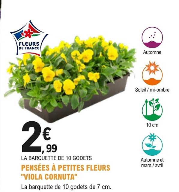 PENSÉES À PETITES FLEURS "VIOLA CORNUTA"