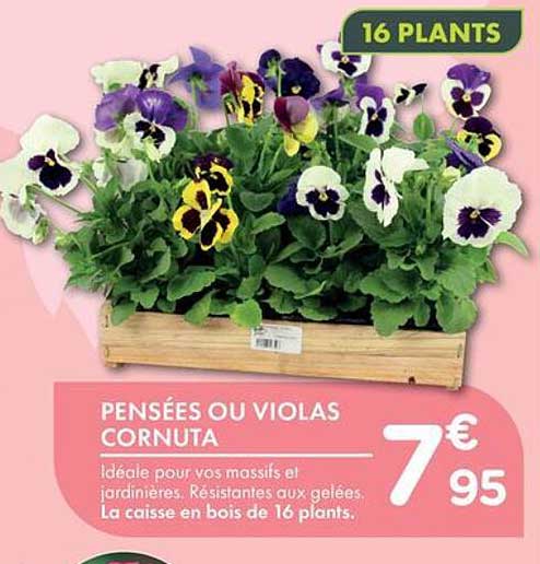 PENSÉES OU VIOLAS CORNUTA