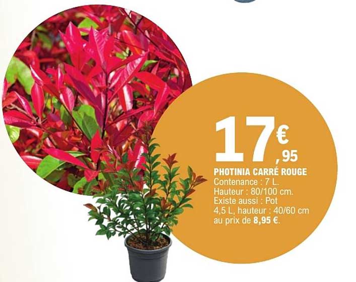 PHOTINIA CARRÉ ROUGE