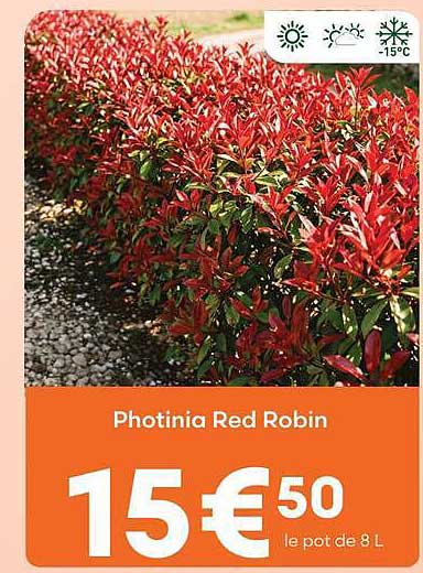 Photinia Red Robin