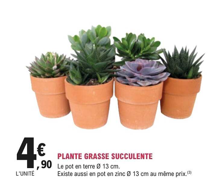 PLANTE GRASSE SUCCULENTE