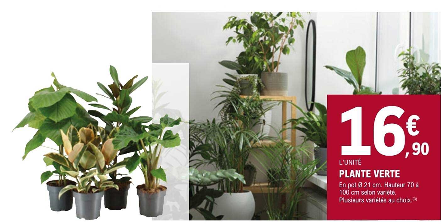 PLANTE VERTE