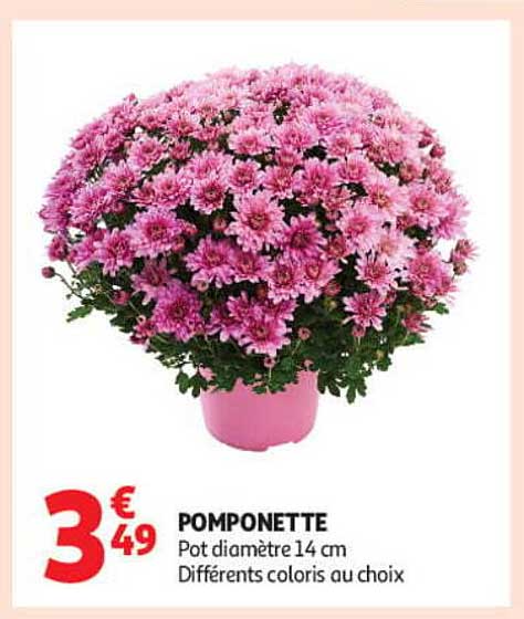 POMPONETTE