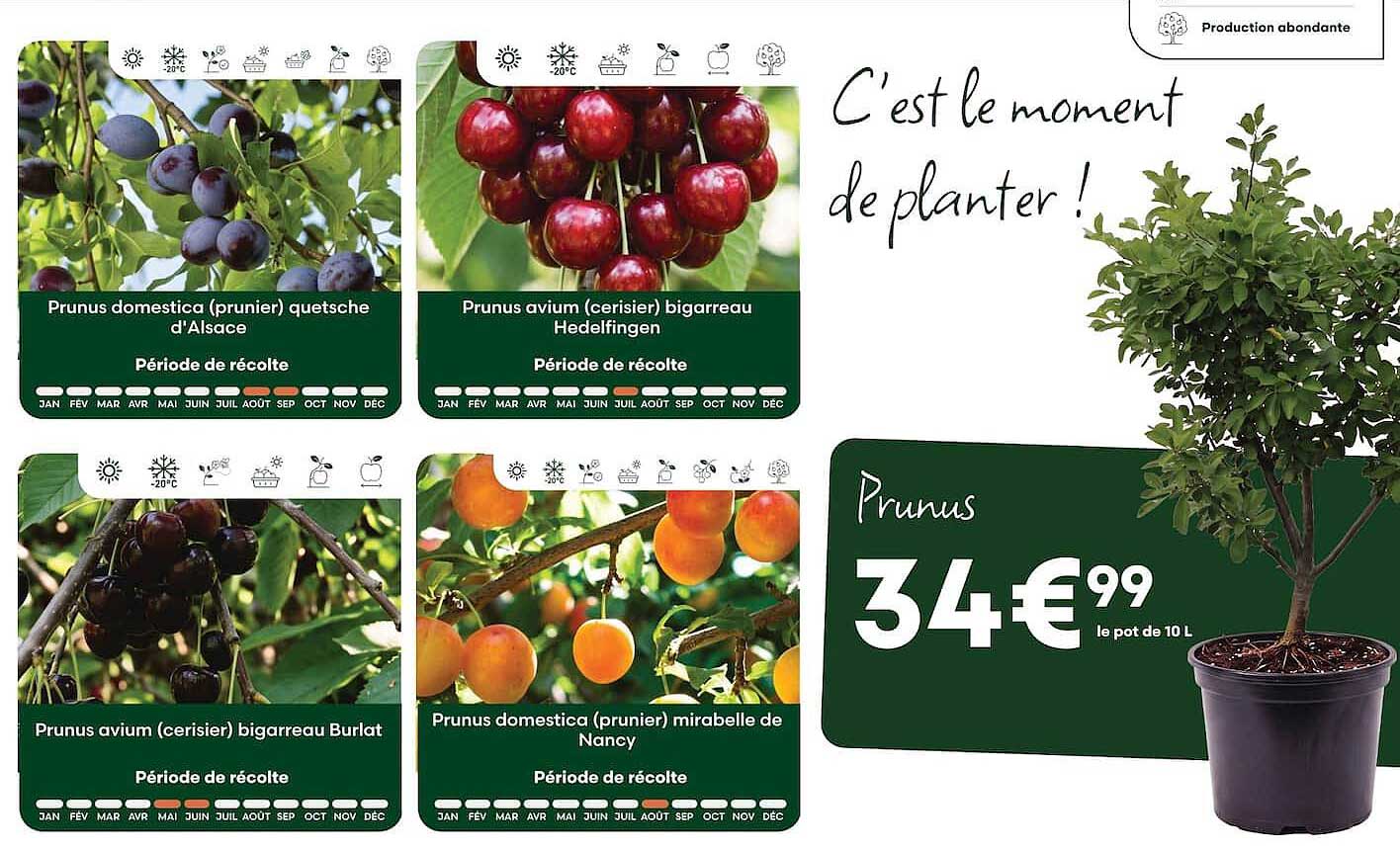 Prunus